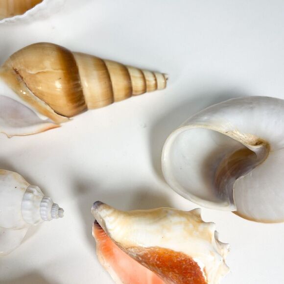 Lot of 10 Sea Shells - Various shapes and sizes - Picture 9 of 12